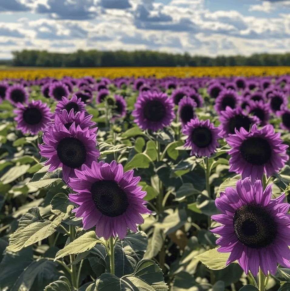 💜Vzácná slunečnicová zahrada - Obří fialová slunečnicová semínka