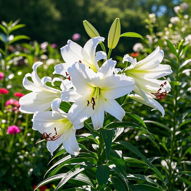 🌺Vzácné cibulky lilií – čerstvé a sladké