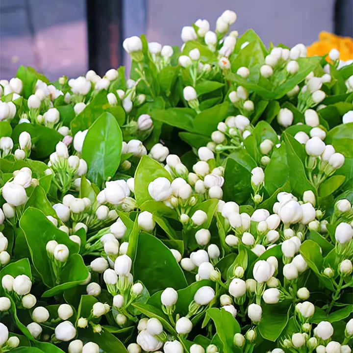 POSLEDNÍ DENNÍ AKCE SLEVA 35 % 🌸 Květináč s jasmínem (🌱Zaručeno přežití: Náhrada zdarma🌿)