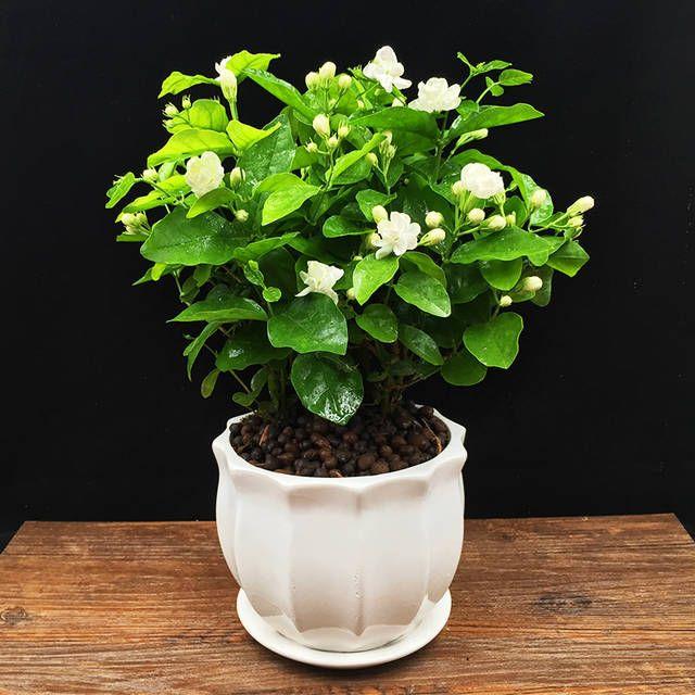 POSLEDNÍ DENNÍ AKCE SLEVA 35 % 🌸 Květináč s jasmínem (🌱Zaručeno přežití: Náhrada zdarma🌿)
