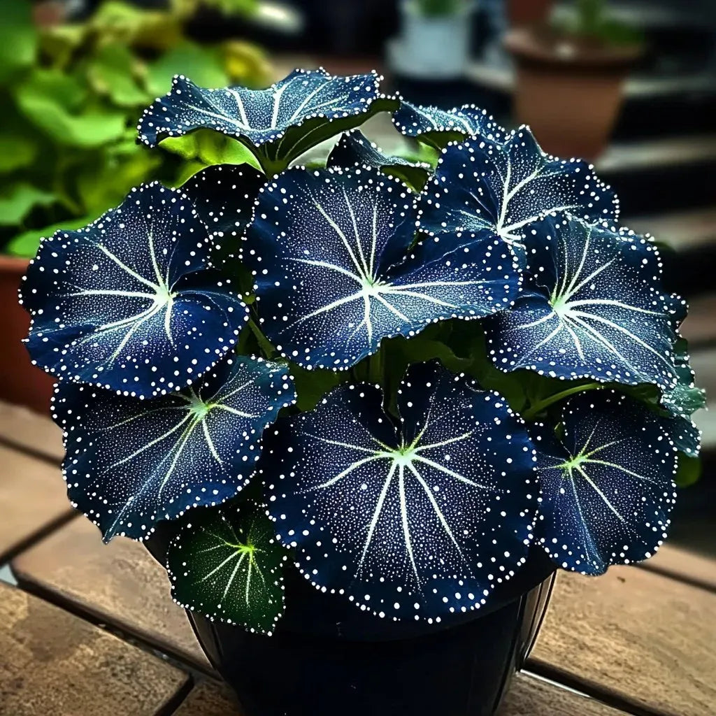 🌟Hosta Night Blue – skvělý doplněk vašeho domova! 🌟