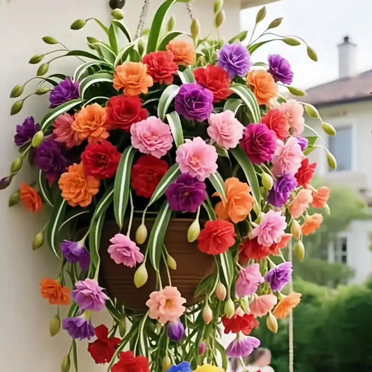 Semena/cibule rostliny pavoučí květiny Grand Bloom 💐 Mistrovské dílo barev a půvabu přírody