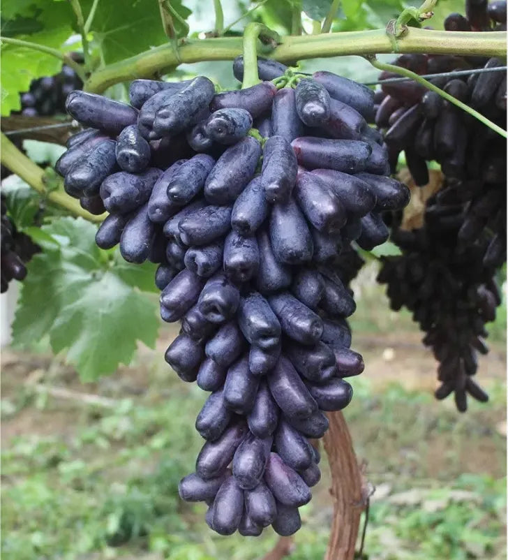 🔥 POSLEDNÍ DEN AKCE SLEVA 30 % 💜 Sladké safírové hrozny (vzácné hrozny) 🍇