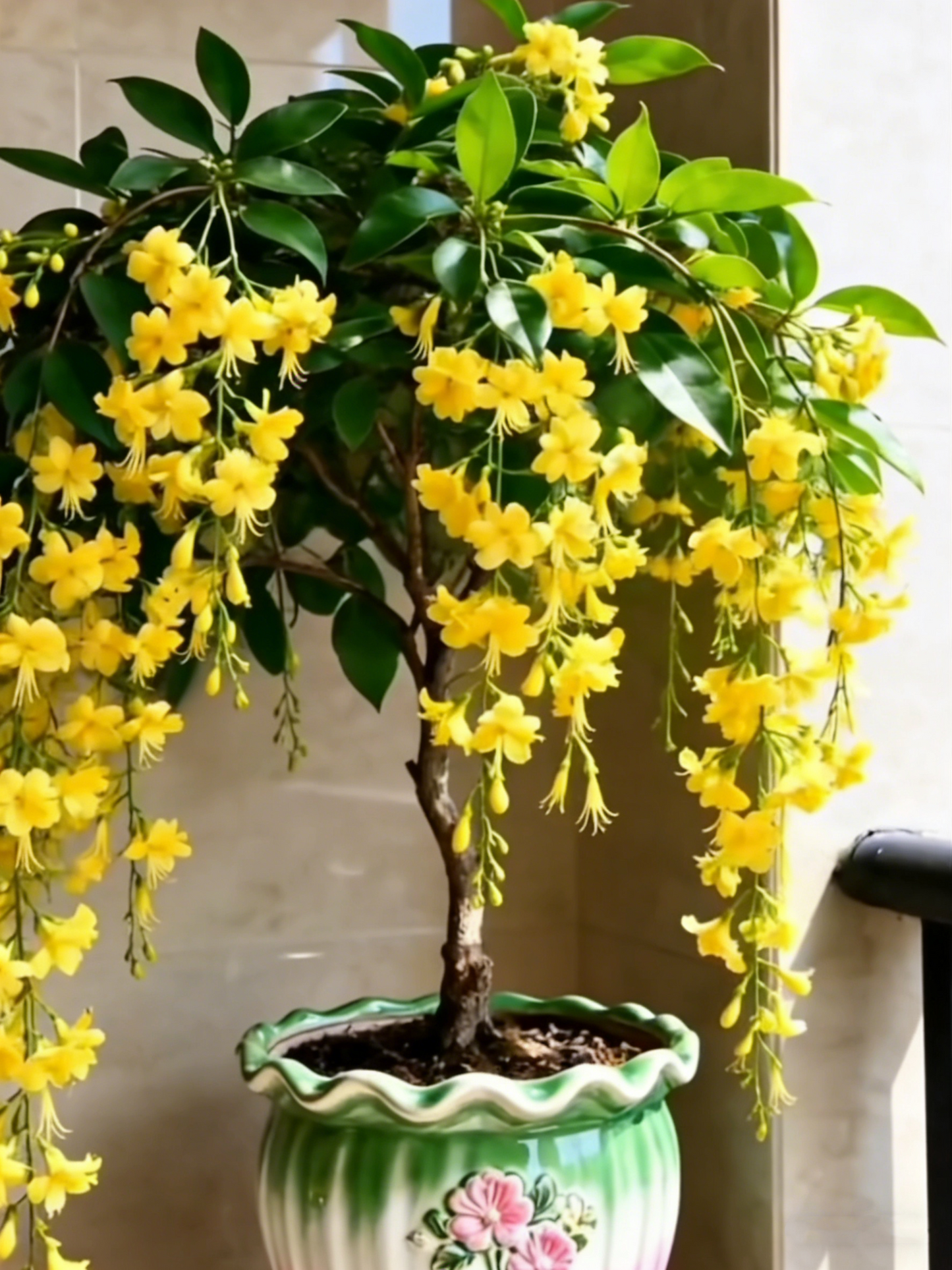 🌸【Klíčení 7 dní】Poslední den SLEVA AŽ 50 %💐Vzácné cibulky květů plačícího jasmínu