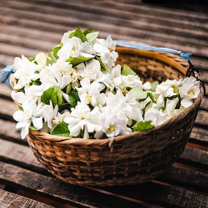 POSLEDNÍ DENNÍ AKCE SLEVA 35 % 🌸 Květináč s jasmínem (🌱Zaručeno přežití: Náhrada zdarma🌿)