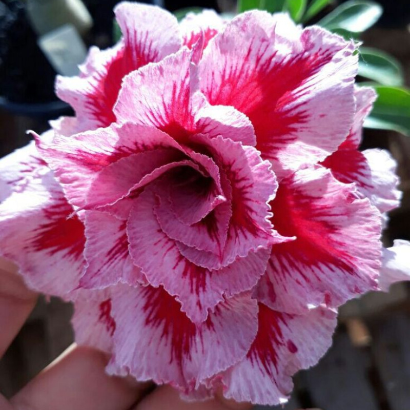 🔥Vypěstujte si Královnu pouště – nyní za sníženou cenu!🎁 😍Ráda kvete, má dlouhé období kvetení 🌵 Pouštní růže