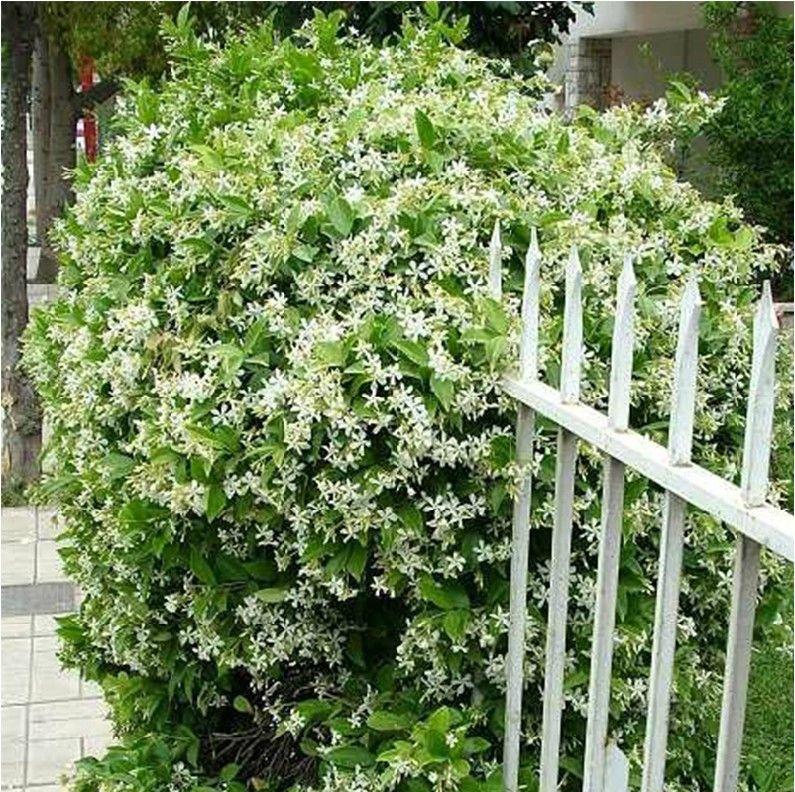 POSLEDNÍ DENNÍ AKCE SLEVA 35 % 🌸 Květináč s jasmínem (🌱Zaručeno přežití: Náhrada zdarma🌿)