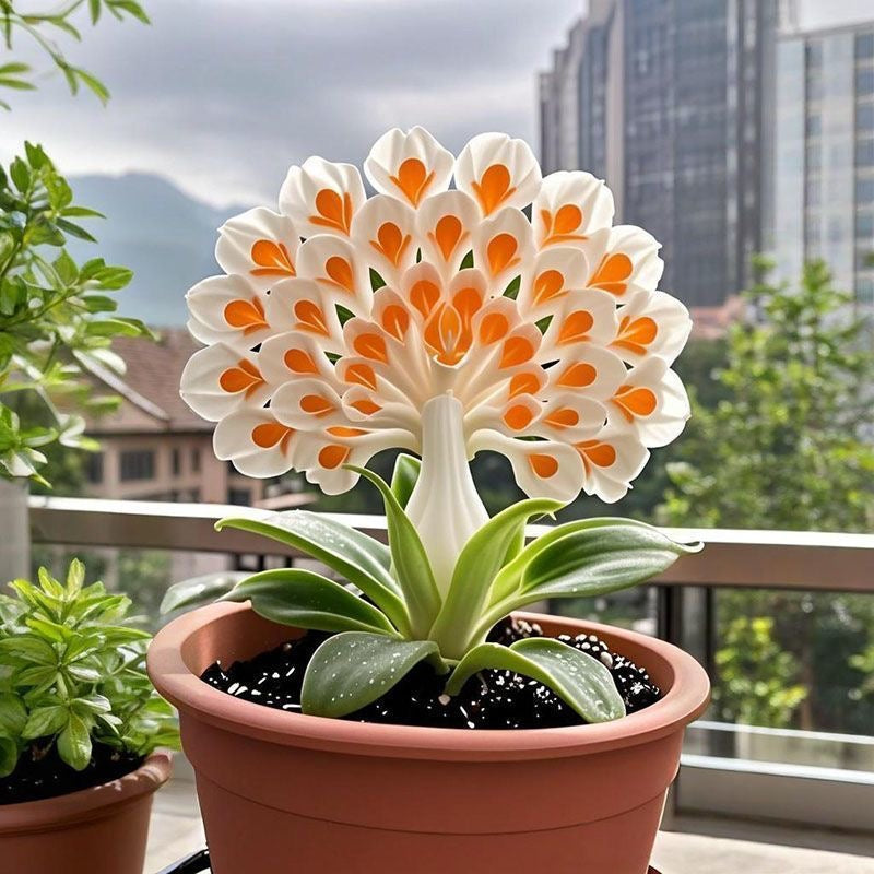 💠 „Královna vonných květů – cibulky orchidejí Peacock pro ryzí zahradní luxus“