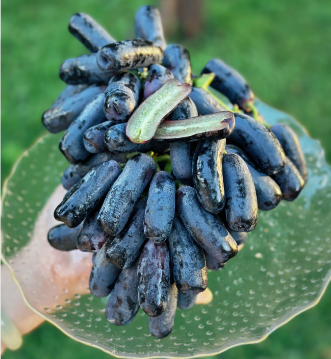 🔥 POSLEDNÍ DEN AKCE SLEVA 30 % 💜 Sladké safírové hrozny (vzácné hrozny) 🍇