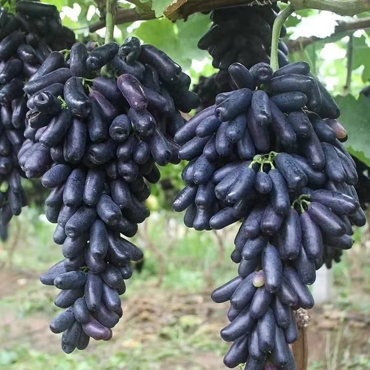 🔥 POSLEDNÍ DEN AKCE SLEVA 30 % 💜 Sladké safírové hrozny (vzácné hrozny) 🍇