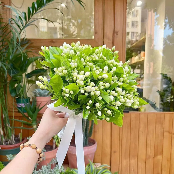 POSLEDNÍ DENNÍ AKCE SLEVA 35 % 🌸 Květináč s jasmínem (🌱Zaručeno přežití: Náhrada zdarma🌿)