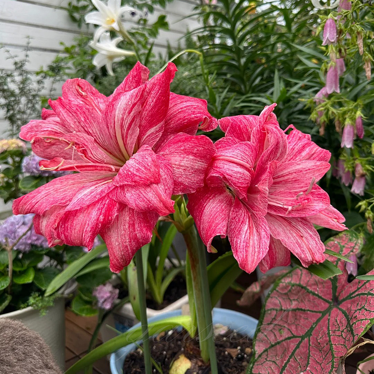 Cibule amarylisů s dvojitým květem🌼