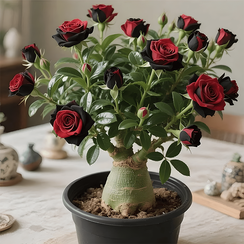 🌵🌺Cibulky pouštních růží