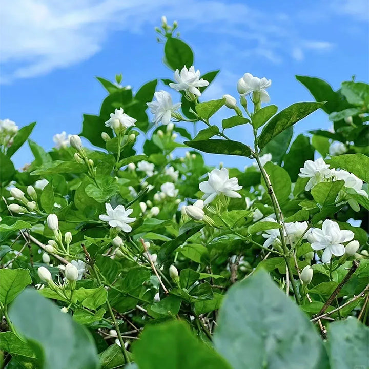 POSLEDNÍ DENNÍ AKCE SLEVA 35 % 🌸 Květináč s jasmínem (🌱Zaručeno přežití: Náhrada zdarma🌿)
