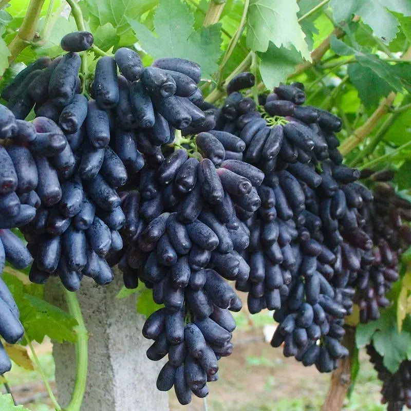 🔥 POSLEDNÍ DEN AKCE SLEVA 30 % 💜 Sladké safírové hrozny (vzácné hrozny) 🍇