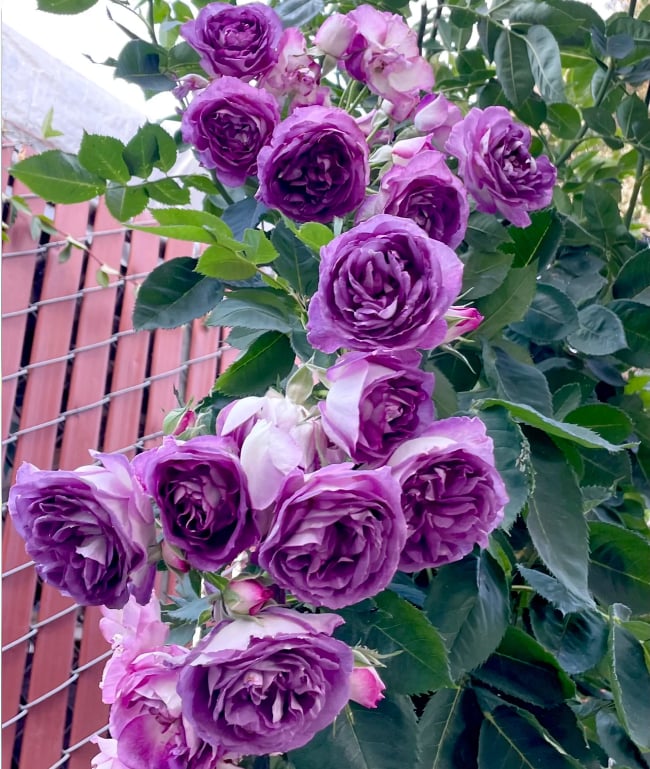 🌺Semínka popínavé růže