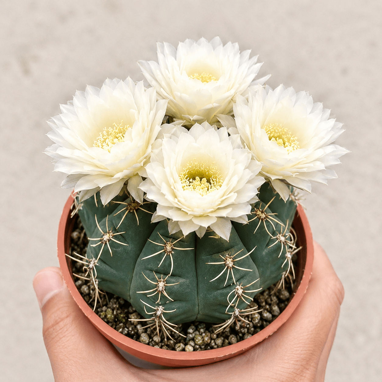 🌵 Seznamte se se svým novým nejlepším přítelem – kaktusem Gymnocalycium baldianum! 💕
