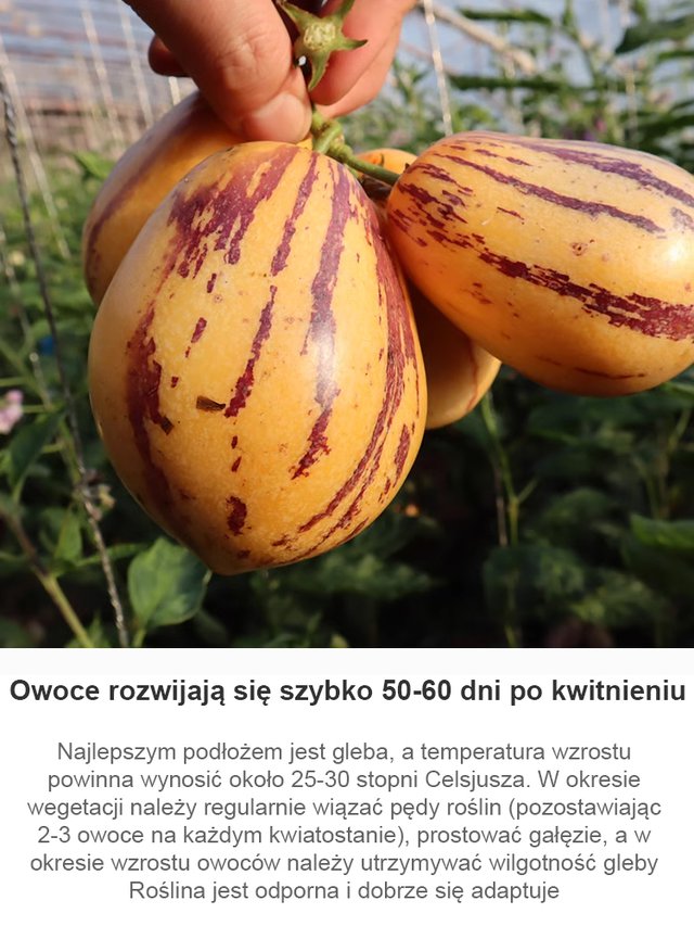 JS-Hypoglykemické a antihypertenzní mléko žluté maso hrnkové ženšen ovoce