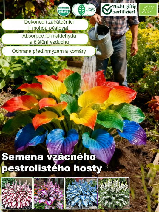 Semena vzácného pestrolistého hosty