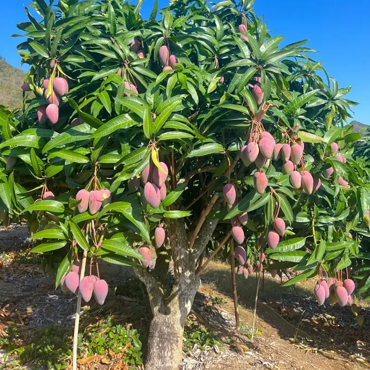 🥭 Sametové, sladké a šťavnaté sazeničky manga – zažijte chuť tropů u sebe doma 🌴