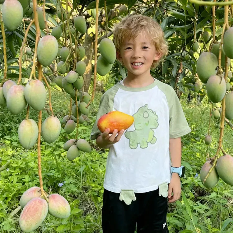 🥭 Sametové, sladké a šťavnaté sazeničky manga – zažijte chuť tropů u sebe doma 🌴