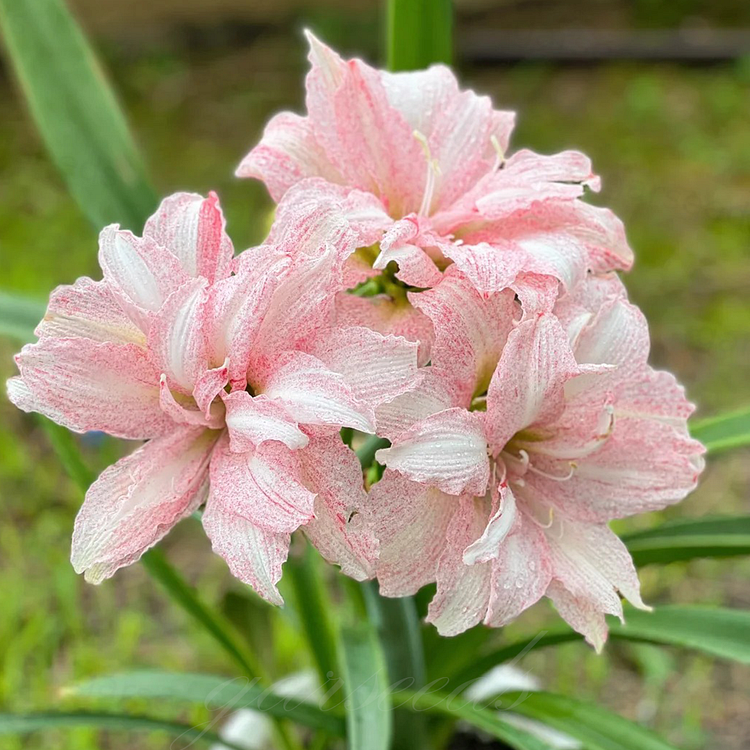 Cibule amarylisů s dvojitým květem🌼