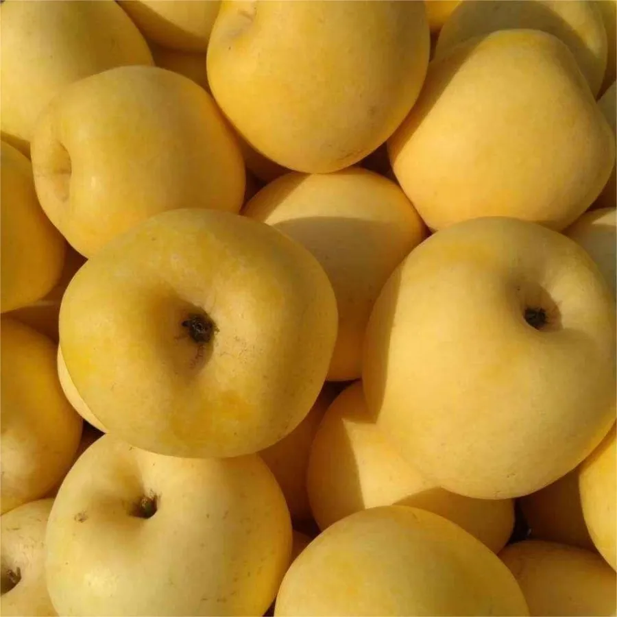 Semena Golden Apple, 90% míra přežití