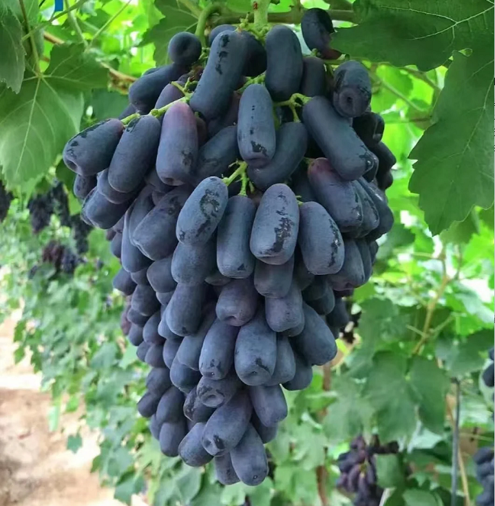 🔥 POSLEDNÍ DEN AKCE SLEVA 30 % 💜 Sladké safírové hrozny (vzácné hrozny) 🍇