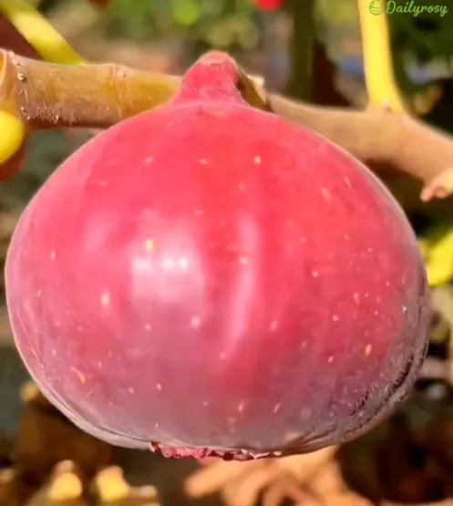 🍑Super obří fíková semínka – Broskvová sladkost v každém soustu! 🌟