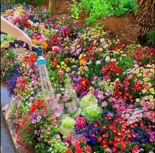 🔥Poslední den prodeje💐Smíšená semena trvalek - přes 60 různých odrůd