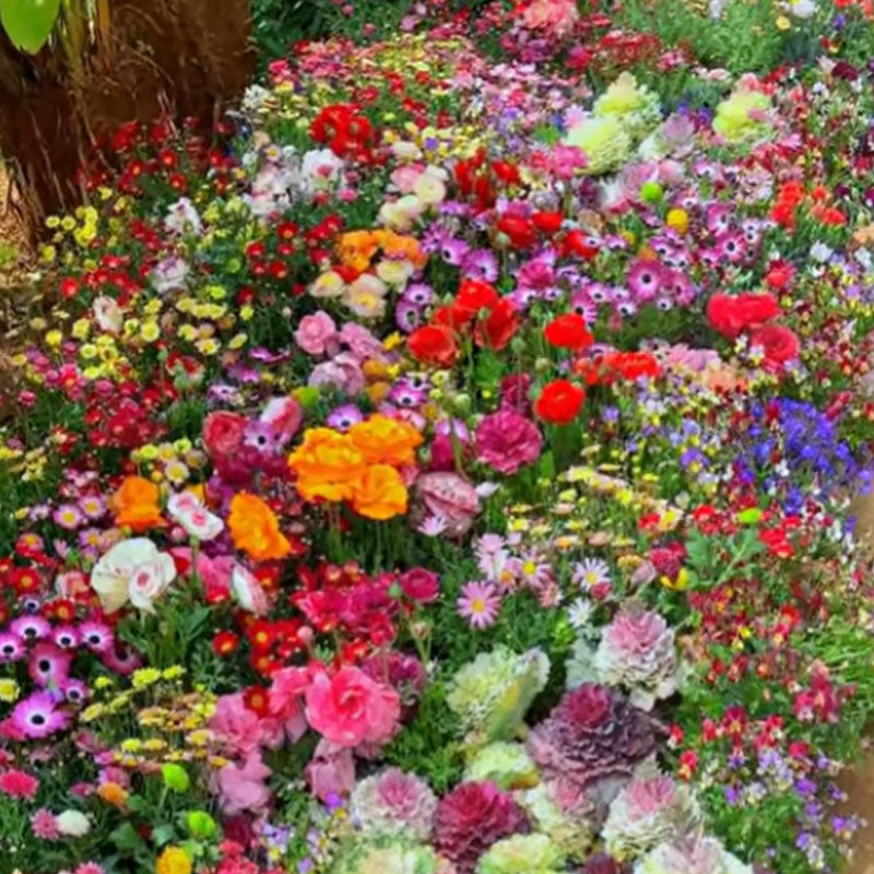 🔥Poslední den prodeje💐Smíšená semena trvalek - přes 60 různých odrůd