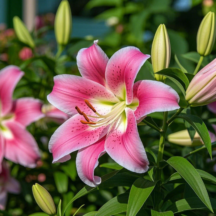 🌺Vzácné cibulky lilií – čerstvé a sladké