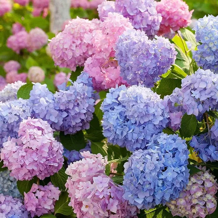 🌈Směs semen hortenzie - krásná a odolná semena trvalek pro vaši zahradu