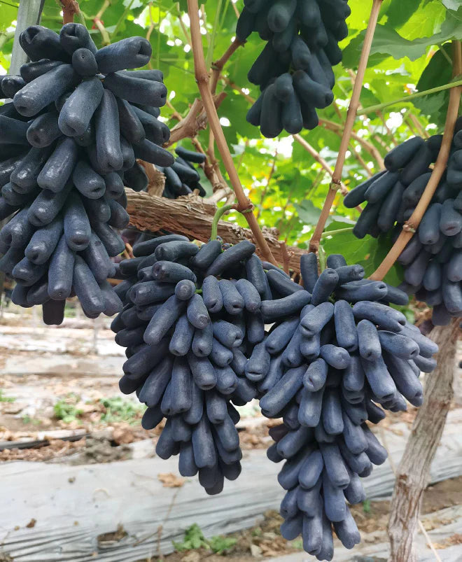 🔥 POSLEDNÍ DEN AKCE SLEVA 30 % 💜 Sladké safírové hrozny (vzácné hrozny) 🍇