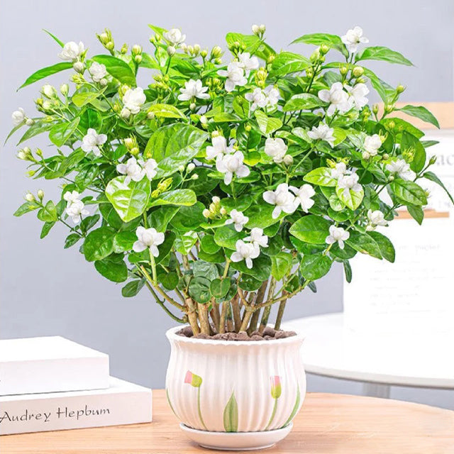 POSLEDNÍ DENNÍ AKCE SLEVA 35 % 🌸 Květináč s jasmínem (🌱Zaručeno přežití: Náhrada zdarma🌿)