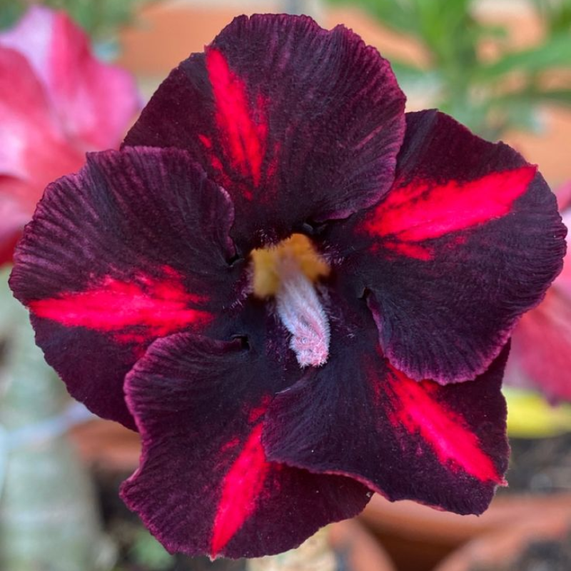 🔥Vypěstujte si Královnu pouště – nyní za sníženou cenu!🎁 😍Ráda kvete, má dlouhé období kvetení 🌵 Pouštní růže