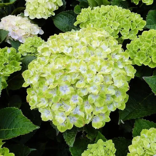 🌈Směs semen hortenzie - krásná a odolná semena trvalek pro vaši zahradu