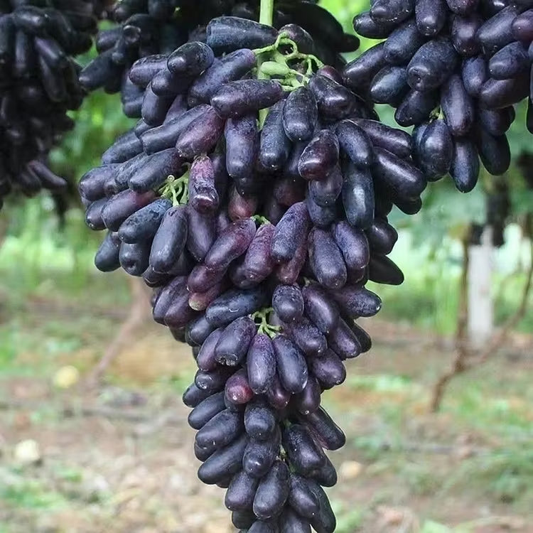🔥 POSLEDNÍ DEN AKCE SLEVA 30 % 💜 Sladké safírové hrozny (vzácné hrozny) 🍇