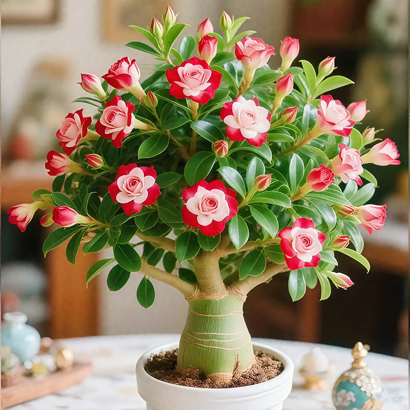 🌵🌺Cibulky pouštních růží