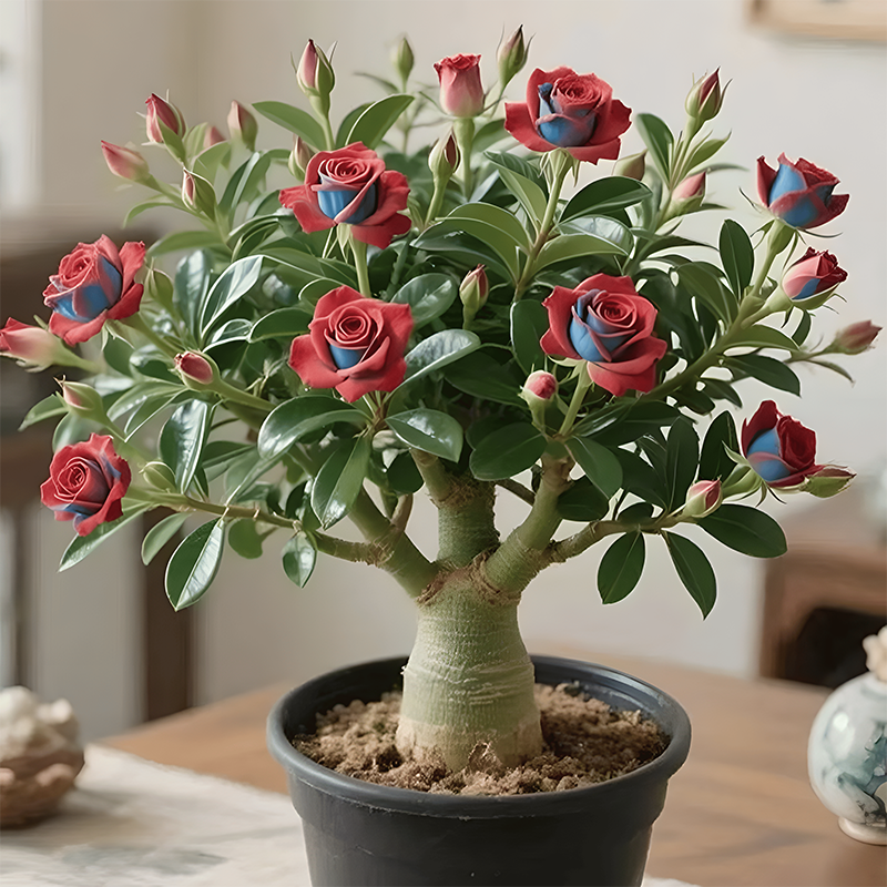 🌵🌺Cibulky pouštních růží