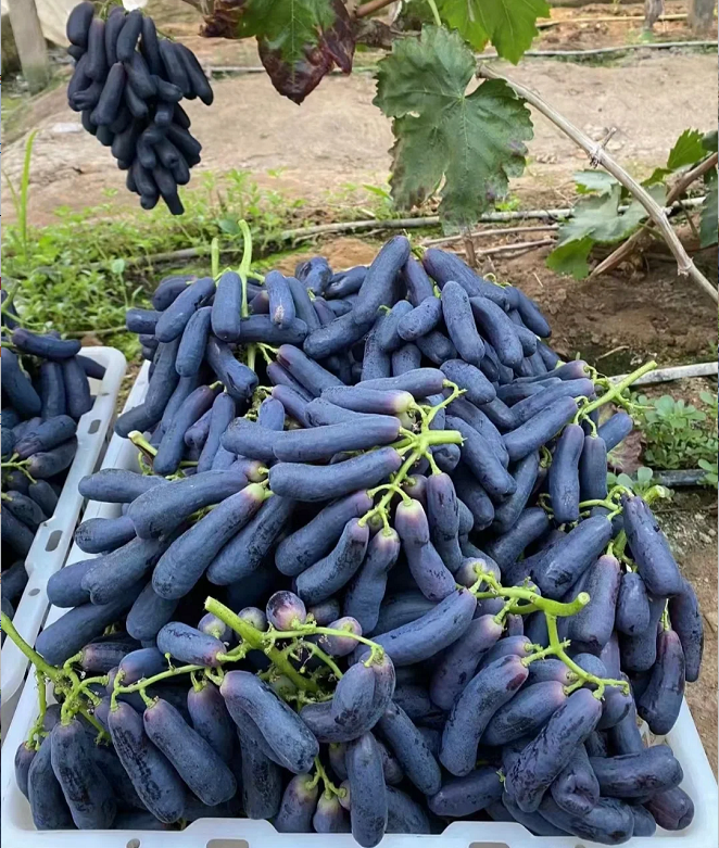 🔥 POSLEDNÍ DEN AKCE SLEVA 30 % 💜 Sladké safírové hrozny (vzácné hrozny) 🍇