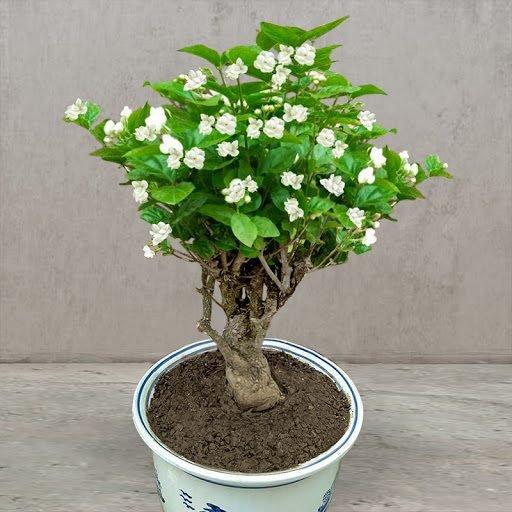 POSLEDNÍ DENNÍ AKCE SLEVA 35 % 🌸 Květináč s jasmínem (🌱Zaručeno přežití: Náhrada zdarma🌿)