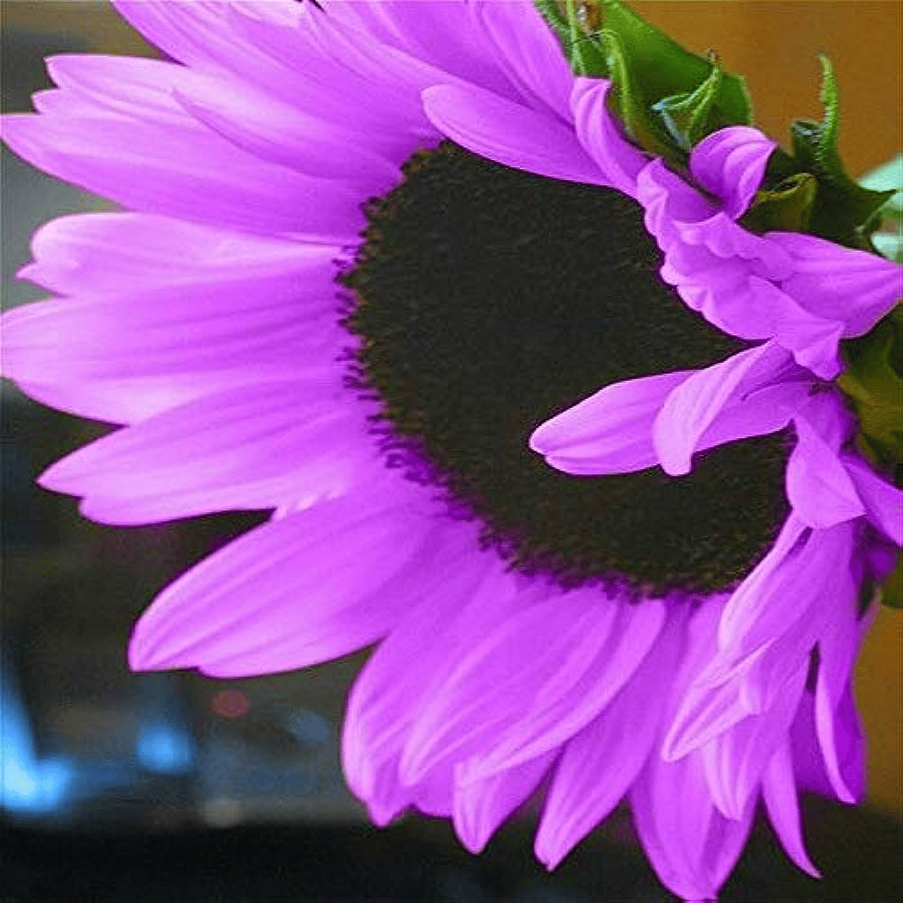 💜Vzácná slunečnicová zahrada - Obří fialová slunečnicová semínka