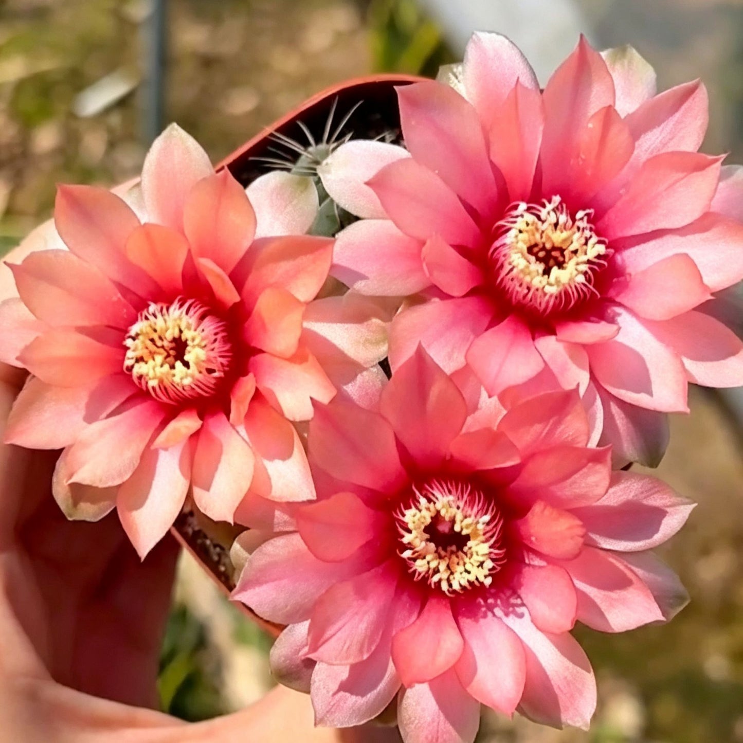 🌵 Seznamte se se svým novým nejlepším přítelem – kaktusem Gymnocalycium baldianum! 💕