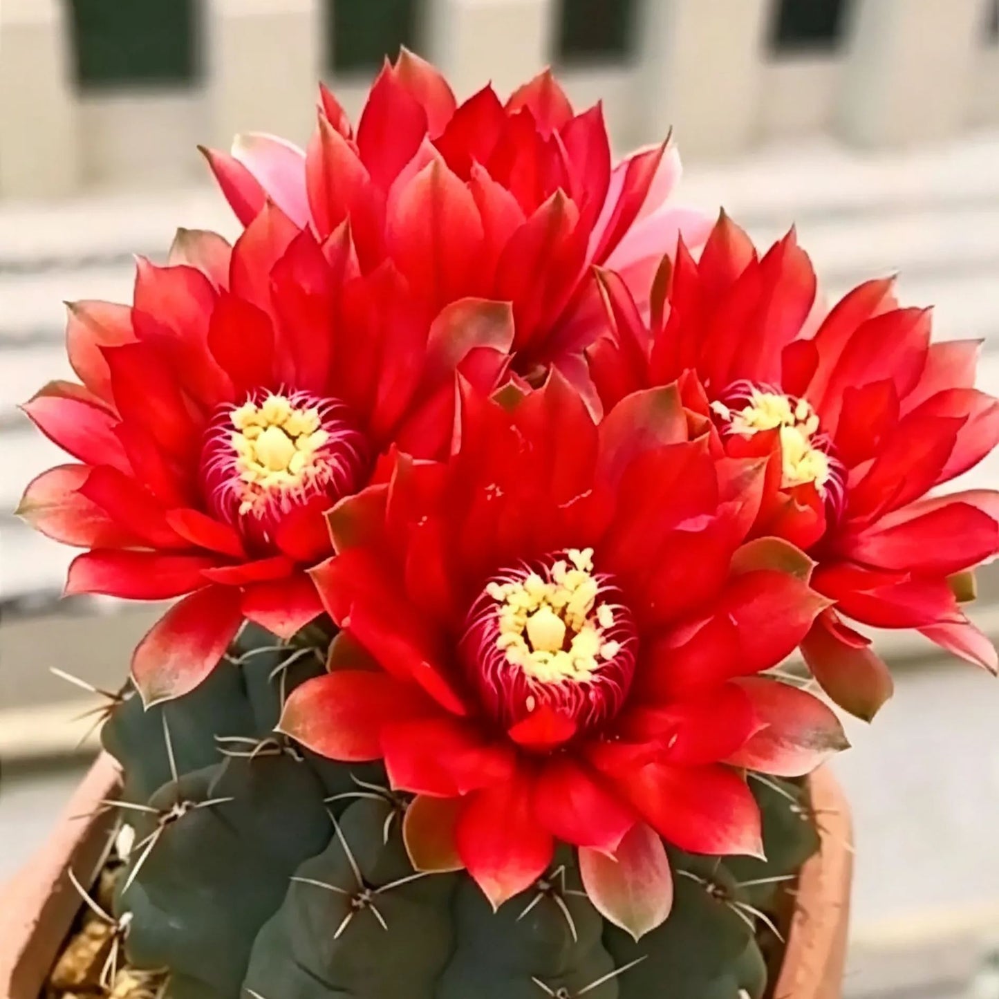 🌵 Seznamte se se svým novým nejlepším přítelem – kaktusem Gymnocalycium baldianum! 💕