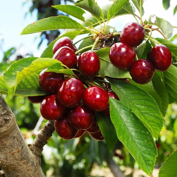 🌿Extra velká semínka třešně Gomahali🍒