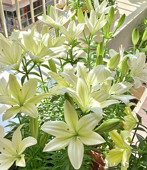 🌺Cibulky parfémovaných lilií – svěží a sladké